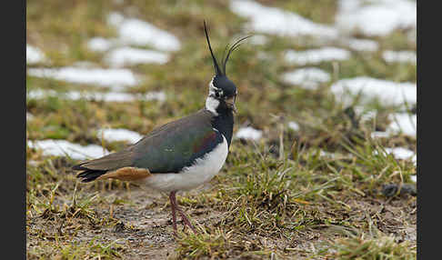 Kiebitz (Vanellus vanellus)