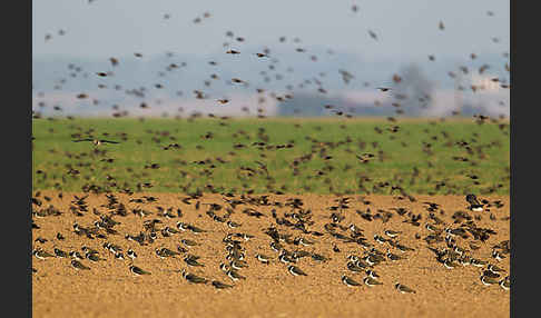 Kiebitz (Vanellus vanellus)