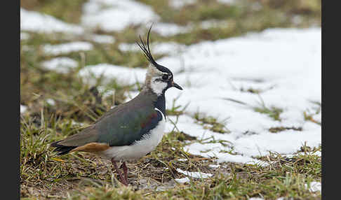 Kiebitz (Vanellus vanellus)