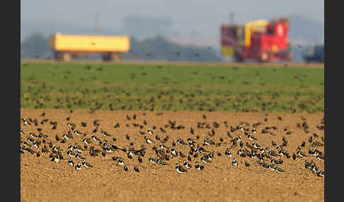 Kiebitz (Vanellus vanellus)