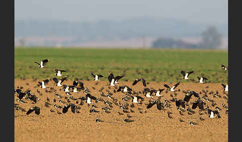 Kiebitz (Vanellus vanellus)