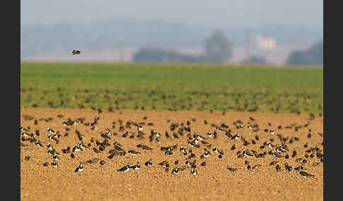 Kiebitz (Vanellus vanellus)