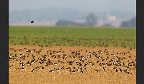 Kiebitz (Vanellus vanellus)