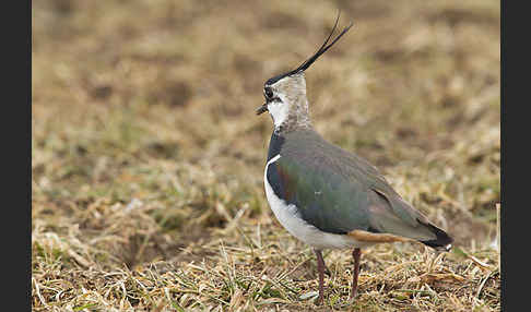 Kiebitz (Vanellus vanellus)