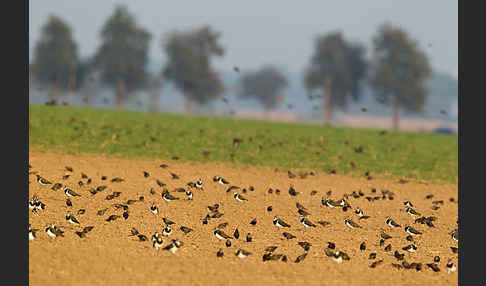 Kiebitz (Vanellus vanellus)