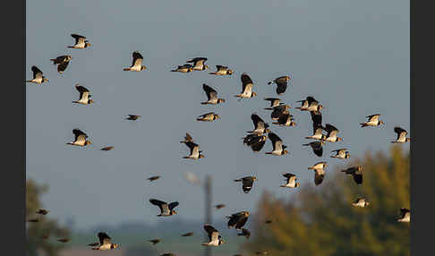 Kiebitz (Vanellus vanellus)