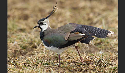 Kiebitz (Vanellus vanellus)