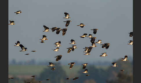 Kiebitz (Vanellus vanellus)