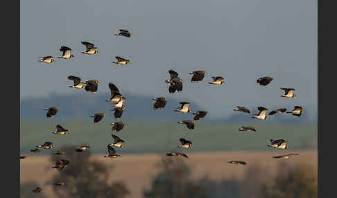 Kiebitz (Vanellus vanellus)