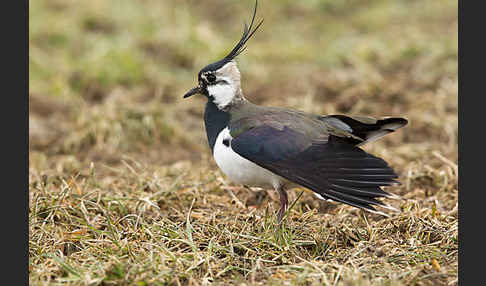 Kiebitz (Vanellus vanellus)