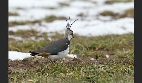 Kiebitz (Vanellus vanellus)