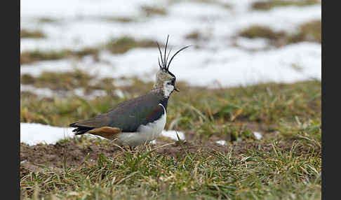 Kiebitz (Vanellus vanellus)