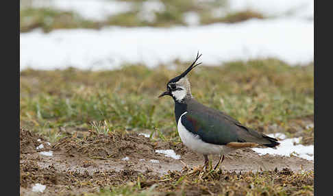 Kiebitz (Vanellus vanellus)