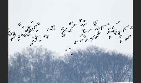 Kiebitz (Vanellus vanellus)