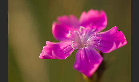 Karthäuser-Nelke (Dianthus carthusianorum)