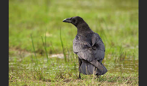 Kolkrabe (Corvus corax)