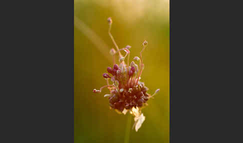 Schlangen-Lauch (Allium scorodoprasum)