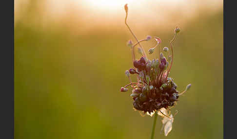 Schlangen-Lauch (Allium scorodoprasum)