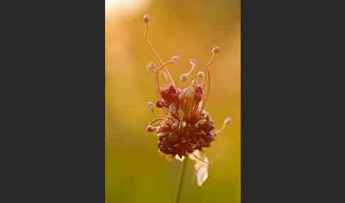 Schlangen-Lauch (Allium scorodoprasum)