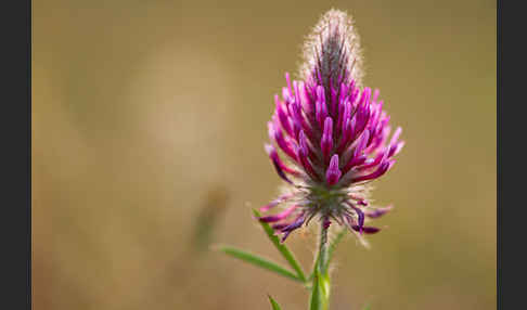 Fuchsschwanz-Klee (Trifolium rubens)