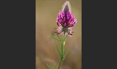 Fuchsschwanz-Klee (Trifolium rubens)