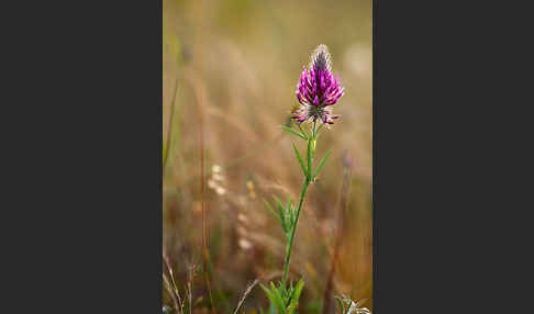 Fuchsschwanz-Klee (Trifolium rubens)