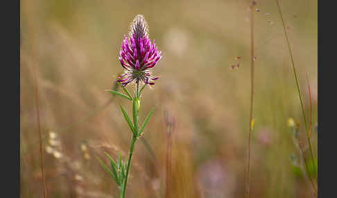 Fuchsschwanz-Klee (Trifolium rubens)