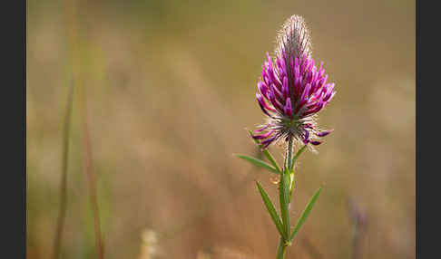 Fuchsschwanz-Klee (Trifolium rubens)