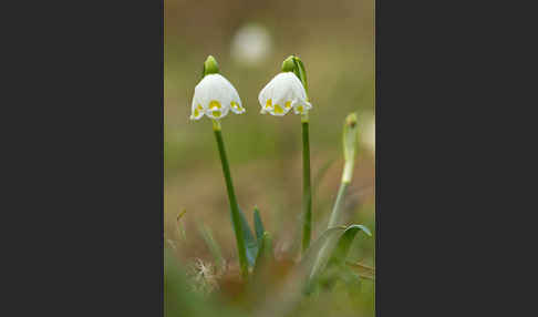 Frühlings-Knotenblume (Leucojum vernum)