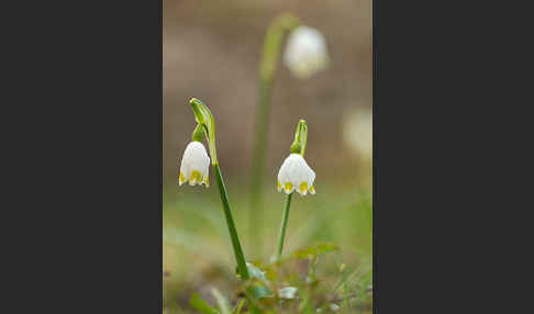 Frühlings-Knotenblume (Leucojum vernum)