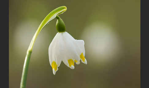 Frühlings-Knotenblume (Leucojum vernum)