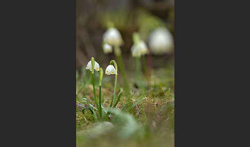 Frühlings-Knotenblume (Leucojum vernum)