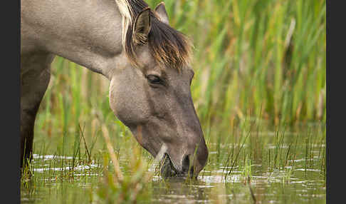 Konik (Equus caballus sspec.)