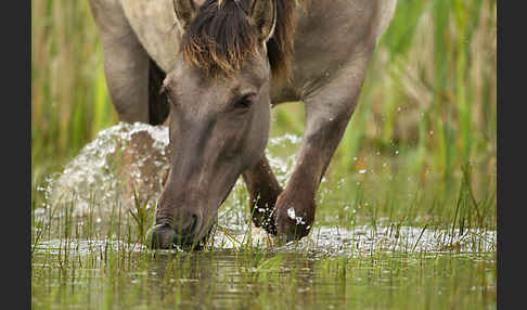 Konik (Equus caballus sspec.)