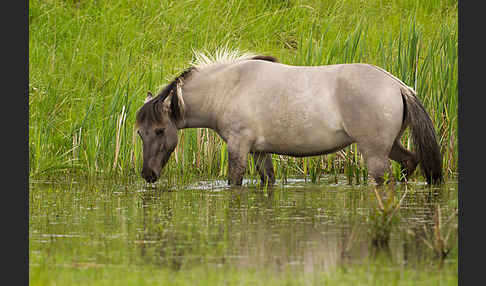 Konik (Equus caballus sspec.)