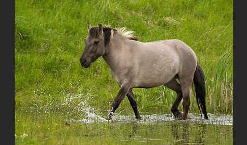 Konik (Equus caballus sspec.)