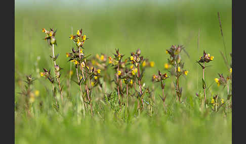 Kleiner Klappertopf (Rhinanthus minor)