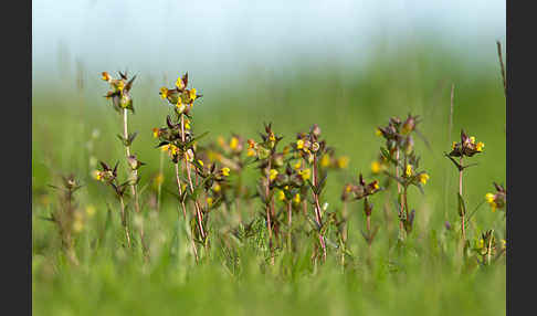 Kleiner Klappertopf (Rhinanthus minor)