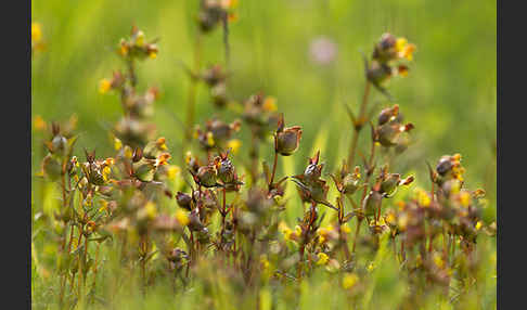 Kleiner Klappertopf (Rhinanthus minor)