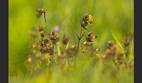 Kleiner Klappertopf (Rhinanthus minor)