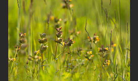 Kleiner Klappertopf (Rhinanthus minor)