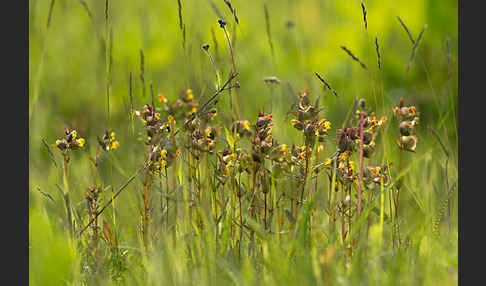 Kleiner Klappertopf (Rhinanthus minor)