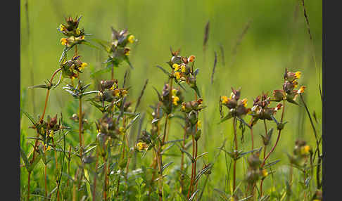 Kleiner Klappertopf (Rhinanthus minor)