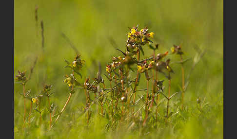 Kleiner Klappertopf (Rhinanthus minor)