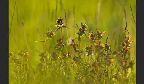 Kleiner Klappertopf (Rhinanthus minor)