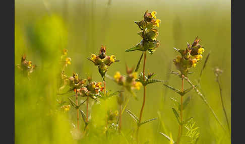 Kleiner Klappertopf (Rhinanthus minor)