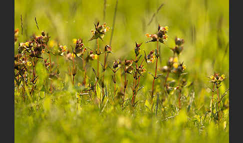 Kleiner Klappertopf (Rhinanthus minor)