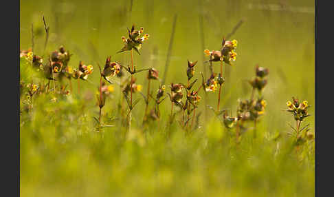 Kleiner Klappertopf (Rhinanthus minor)