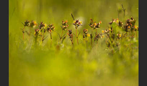 Kleiner Klappertopf (Rhinanthus minor)