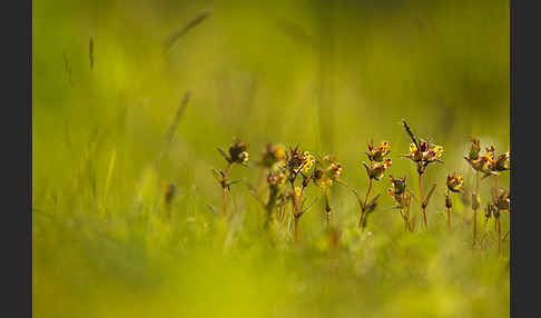 Kleiner Klappertopf (Rhinanthus minor)